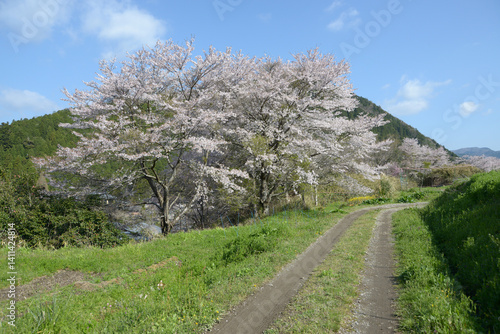 Wallpaper Mural 春の京都大原　桜の風景　京都市左京区 Torontodigital.ca