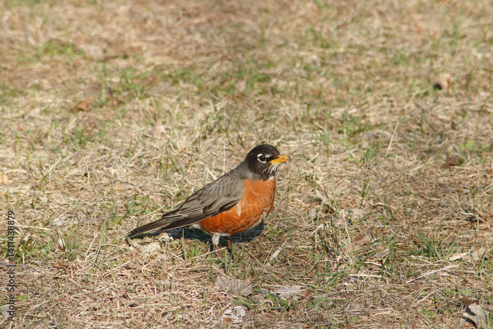 Robin basking in the sun. Robin basking in the sun.