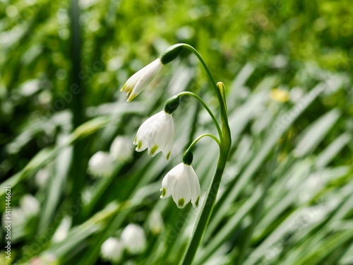 スノーフレイク