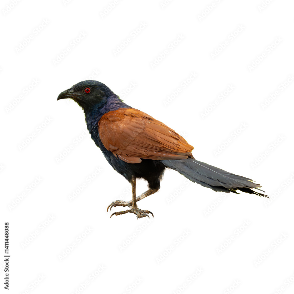 custom made wallpaper toronto digitalA unique Greater Coucal standing alert, isolated on a white background, showing off its sharp features and long tail...