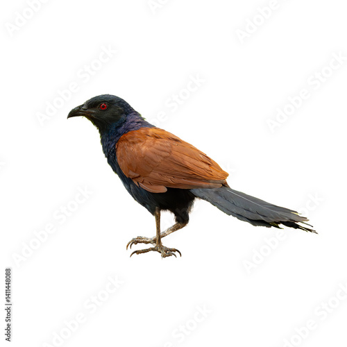 A unique Greater Coucal  standing alert, isolated on a white background, showing off its sharp features and long tail...
