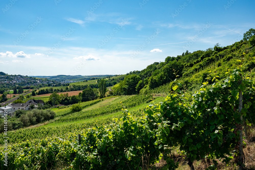 Naklejka premium ドイツ・トリーアの葡萄畑と丘陵風景