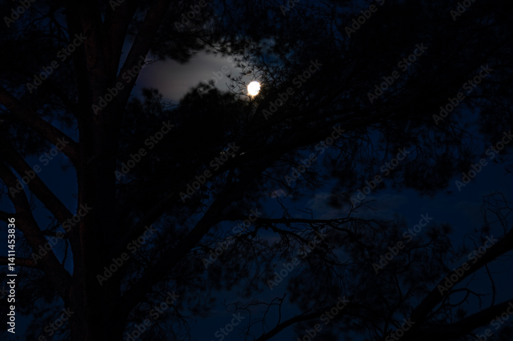 Fototapeta premium Luna