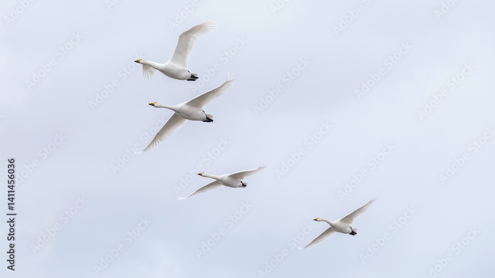 Obraz premium 【資料：渡り鳥】越冬地で力強く飛ぶ白鳥