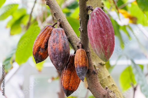カカオ（アオイ科）の木。
チョコレートの原料である。
英名学名：Cacao tree (Theobroma cacao, Ailurophyllaceae).
静岡県賀茂郡熱川-2025年
