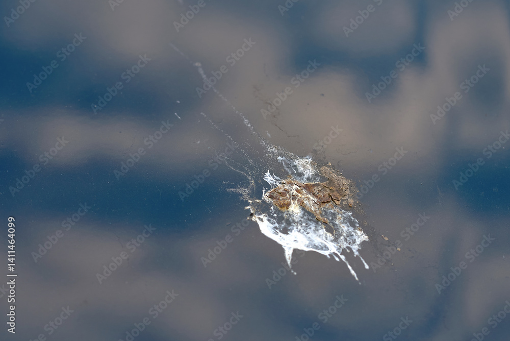 Closeup view of bird waste on car hood, hygiene issues, environmental dirt, and importance of timely vehicle cleaning and protection. Bird droppings on car on car paint, selective focus