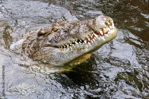 鶏を丸呑みするイリエワニ（クロコダイル科）。
英名学名：Salt-water crocodile (Crocodylus porosus, Crocodylidae) swallowing a chicken whole.
静岡県賀茂郡熱川-2025年
