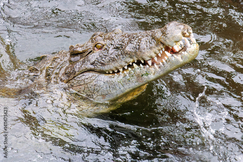 鶏を丸呑みするイリエワニ（クロコダイル科）。
英名学名：Salt-water crocodile (Crocodylus porosus, Crocodylidae) swallowing a chicken whole.
静岡県賀茂郡熱川-2025年
 photo