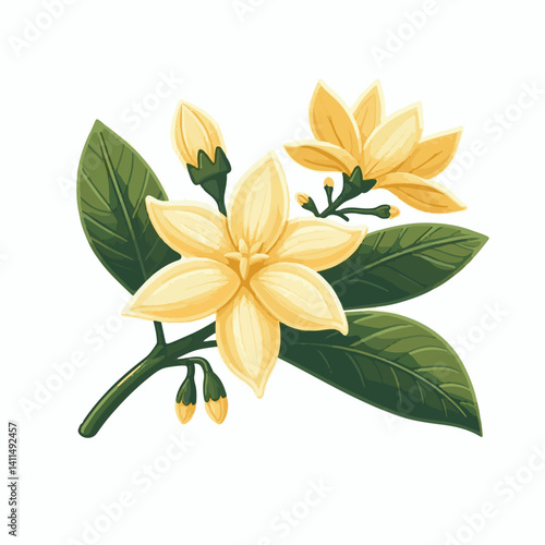 plant, blossom, nature, flora, bloom, aromatherapy, flower, natural, aroma, yellow, leaf, tropical, beauty, cananga, perfume, green, isolated, botanical, background, spa, essential, fragrance, organic