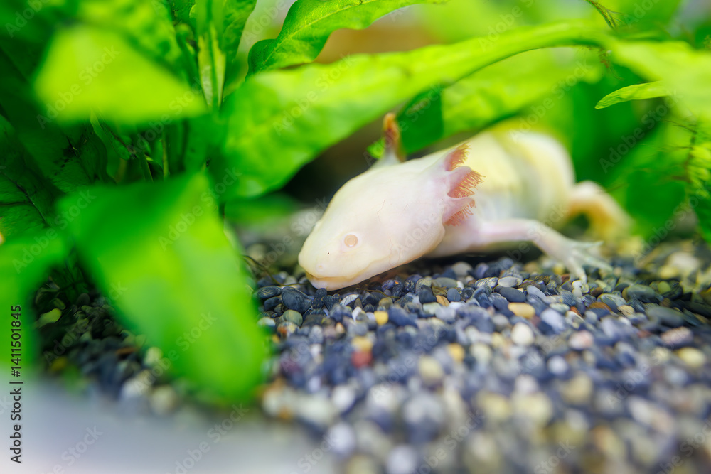 可愛いウーパールーパー(トラフサンショウウオ科)。
英名学名:A lovely Axolotl (Ambystoma mexicanum).
静岡県賀茂郡熱川-2025年