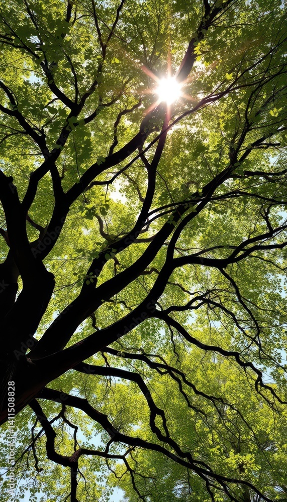Fototapeta premium Sunlight dappled leaves on majestic tree branches reaching skyward, creating a natural arch, botanical, spring, environment