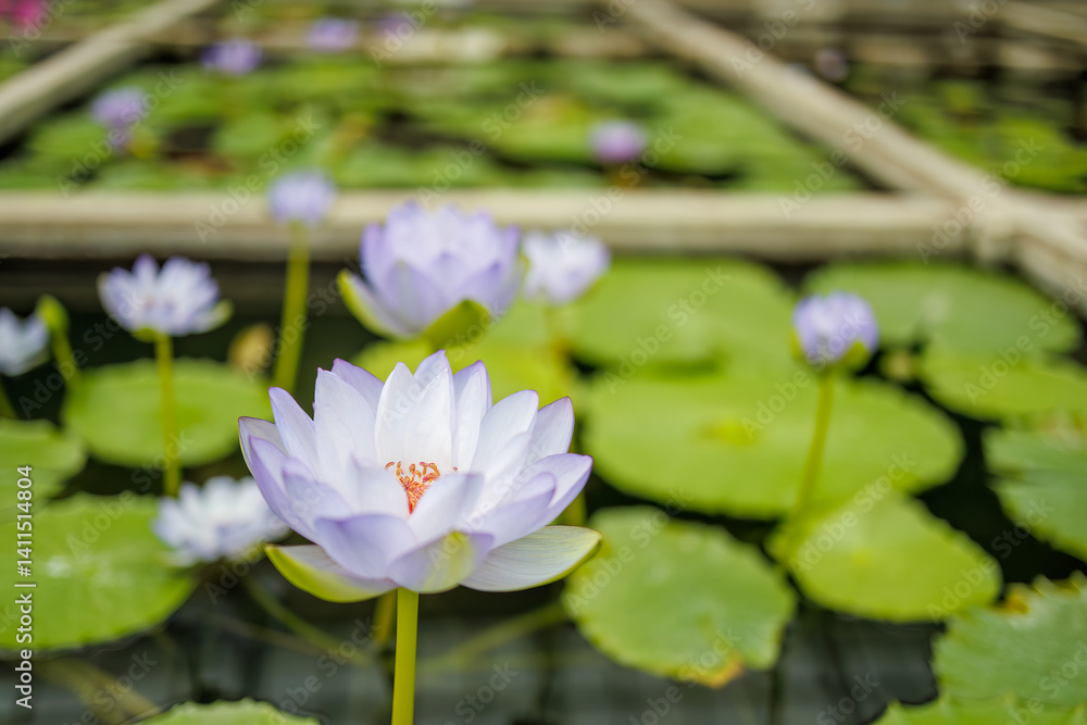 アオボンボリ
英名学名：Nymphaea gigantea,
美しい睡蓮、蓮の花たち。
静岡県賀茂郡熱川-2025年
