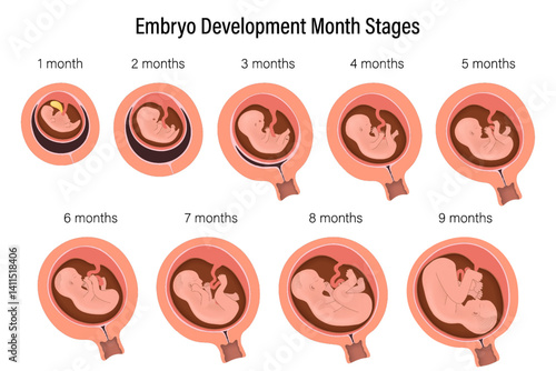 Stages of pregnancy. Fetal development process. Human embryonic development. Human embryo genesis by months. Pregnancy period.