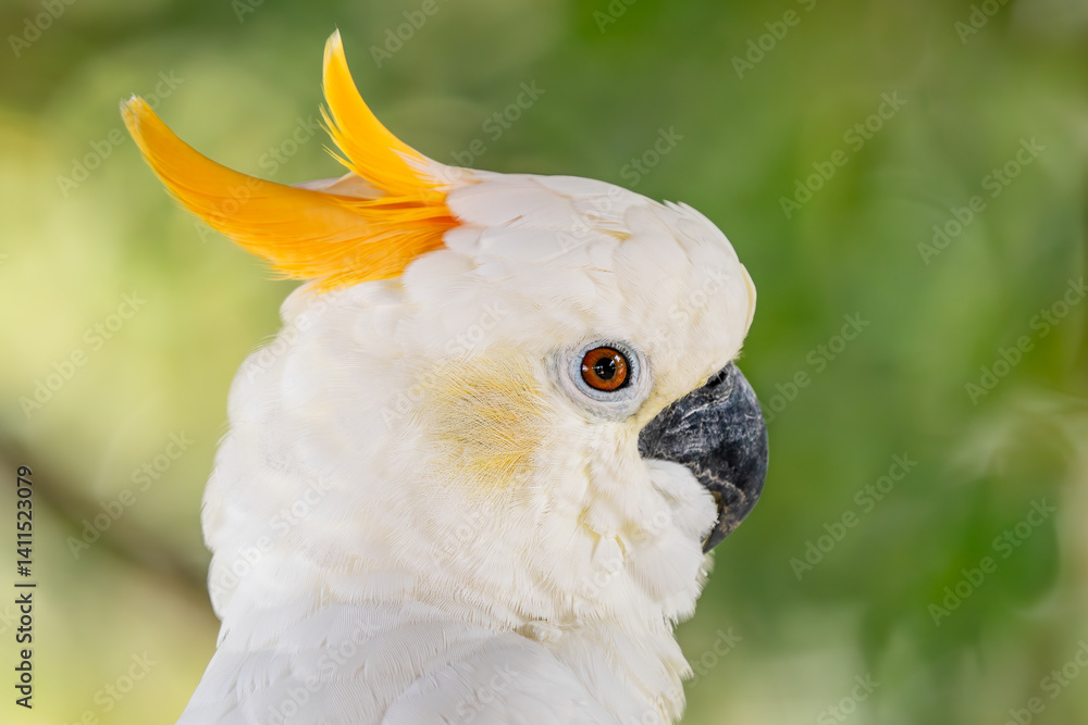 Yellow-crested Cockatoo - Cacatua sulphurea, portrait of beautiful white cockatoo from forests of East Timor and Indonesia's islands of Sulawesi. Yellow-crested Cockatoo - Cacatua sulphurea, portrait of beautiful white cockatoo from forests of East Timor and Indonesia's islands of Sulawesi.