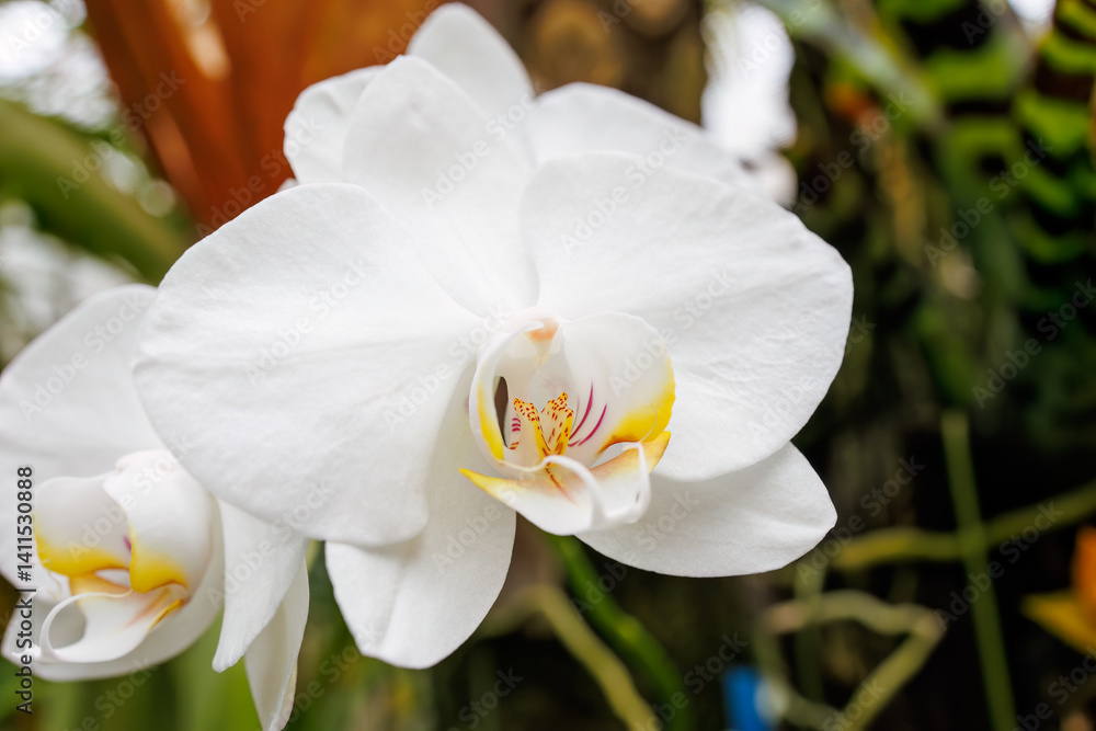 Fototapeta premium ファレノプシス・アマビリス Phalaenopsis amabilis 美しいラン（ラン科）たち。 静岡県賀茂郡熱川-2025年 