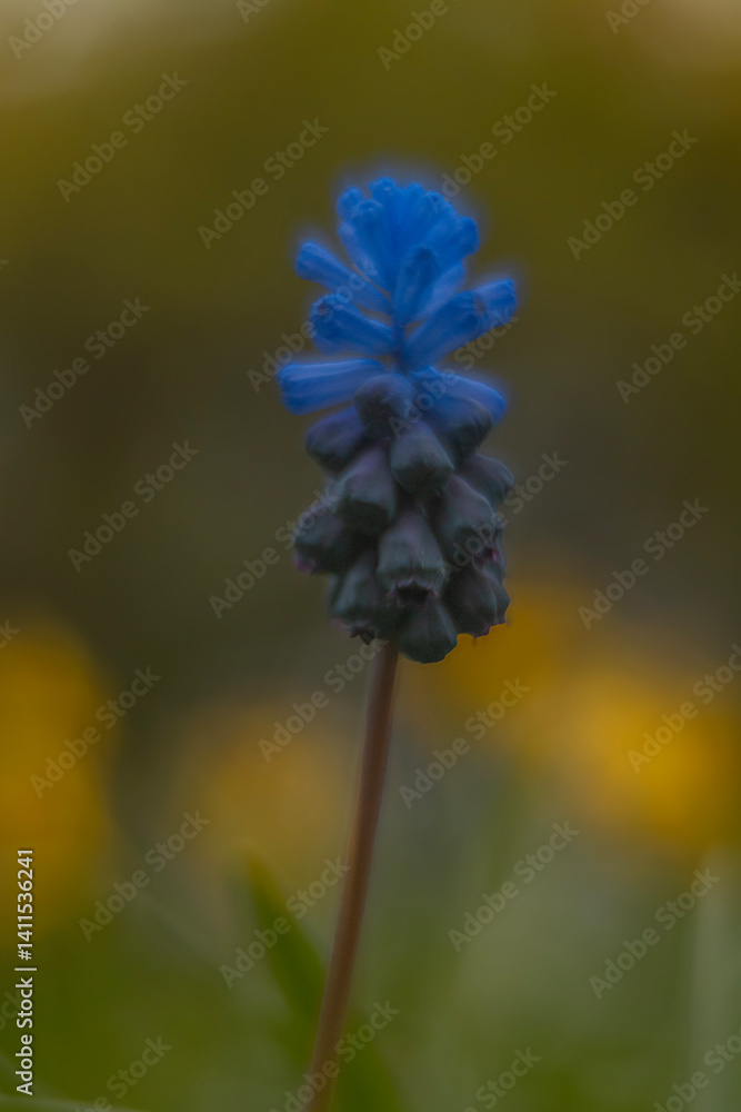 Spring flowers in macro photos.