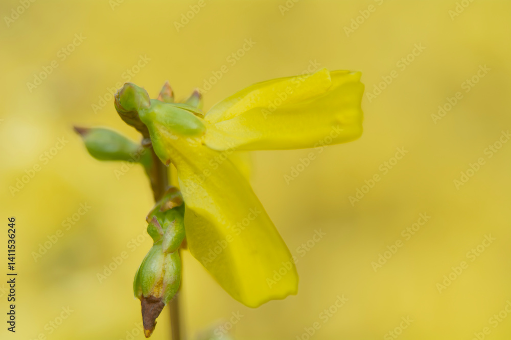 Spring flowers in macro photos.