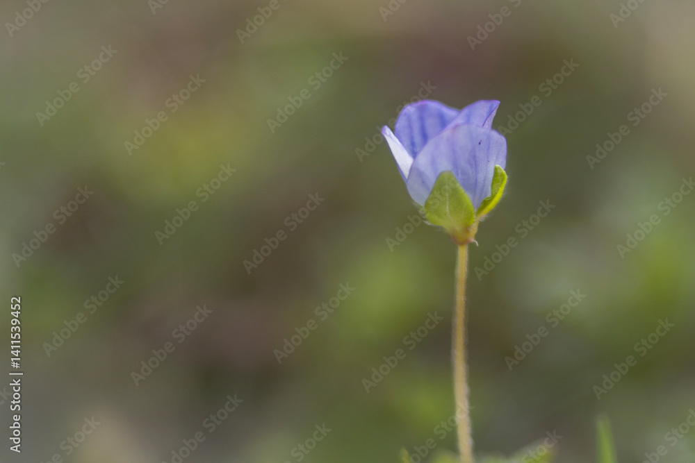 Spring flowers in macro photos.
