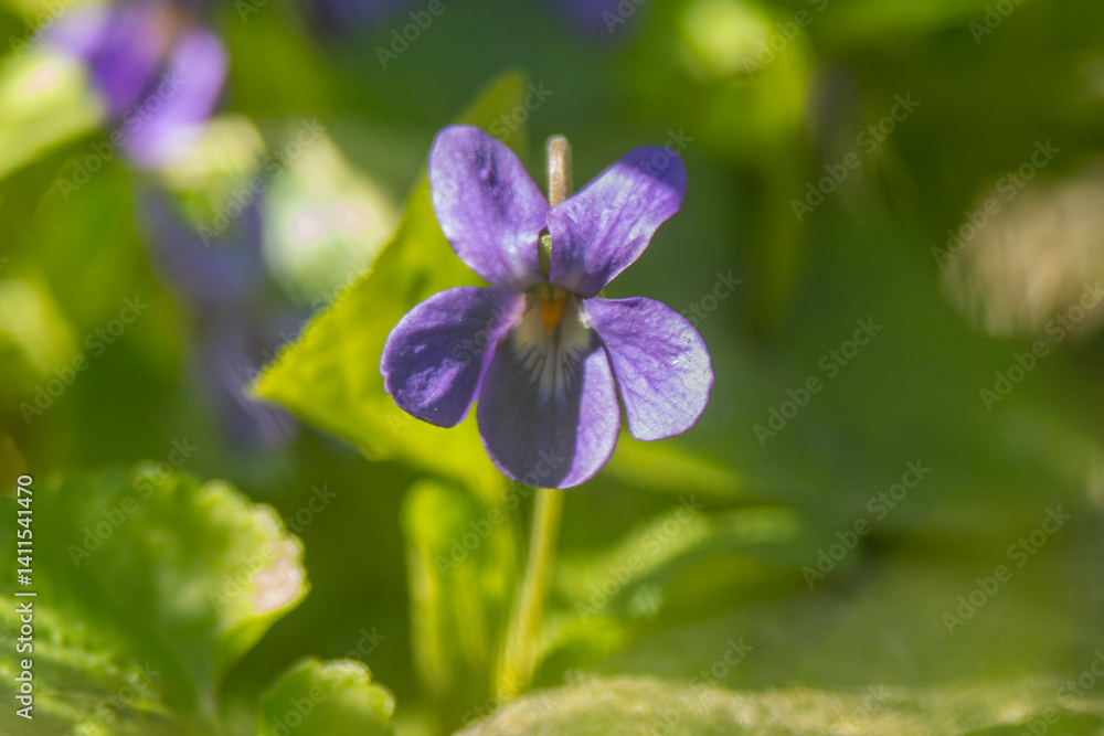 Spring flowers in macro photos.