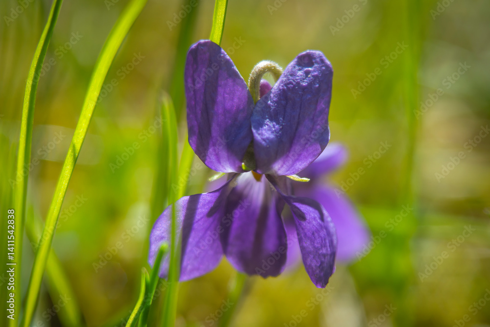 Spring flowers in macro photos.