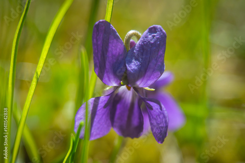 Spring flowers in macro photos.