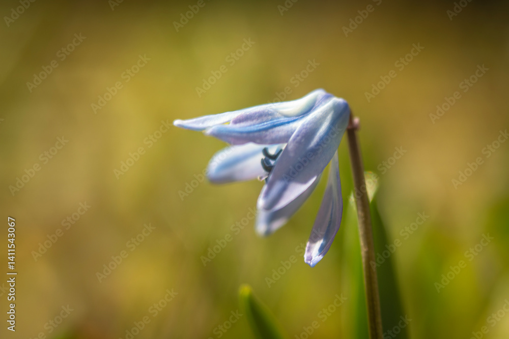 Spring flowers in macro photos.
