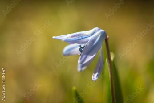 Obraz na płótnie Spring flowers in macro photos. w salonie