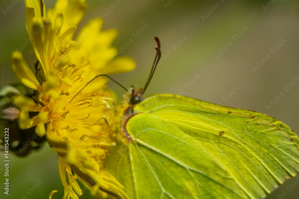 Spring flowers in macro photos.