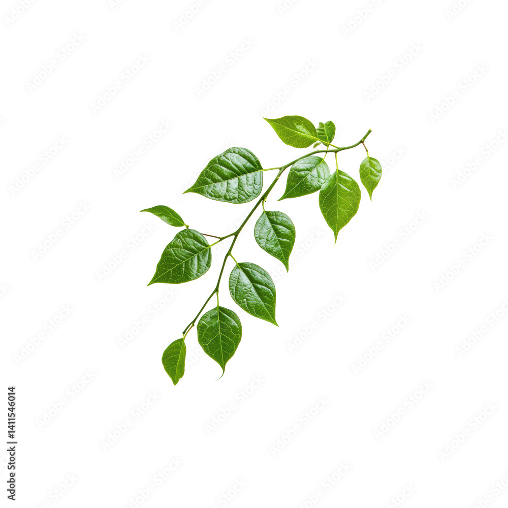 Obraz premium Fresh Green Leaves on Branch Isolated on White Background