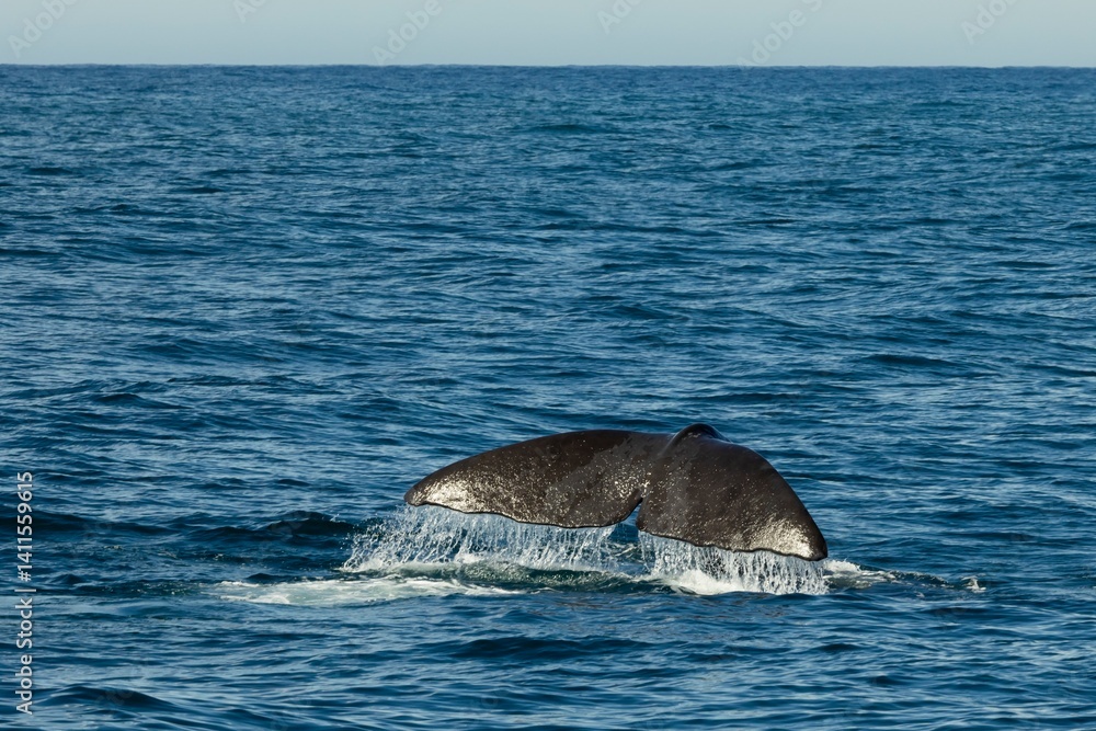 Fototapeta premium Whales Tail diving into ocean off Kaikoura, New Zealand