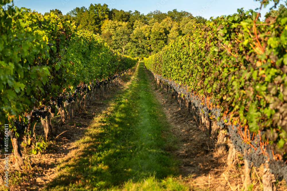 Naklejka premium Grapes on a vineyard winery ready for the autumn harvest