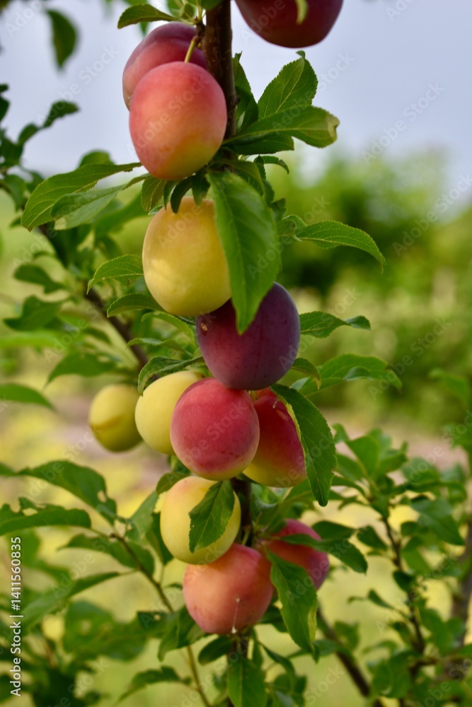 Obraz premium Plums on a Tree Branch in the Garden