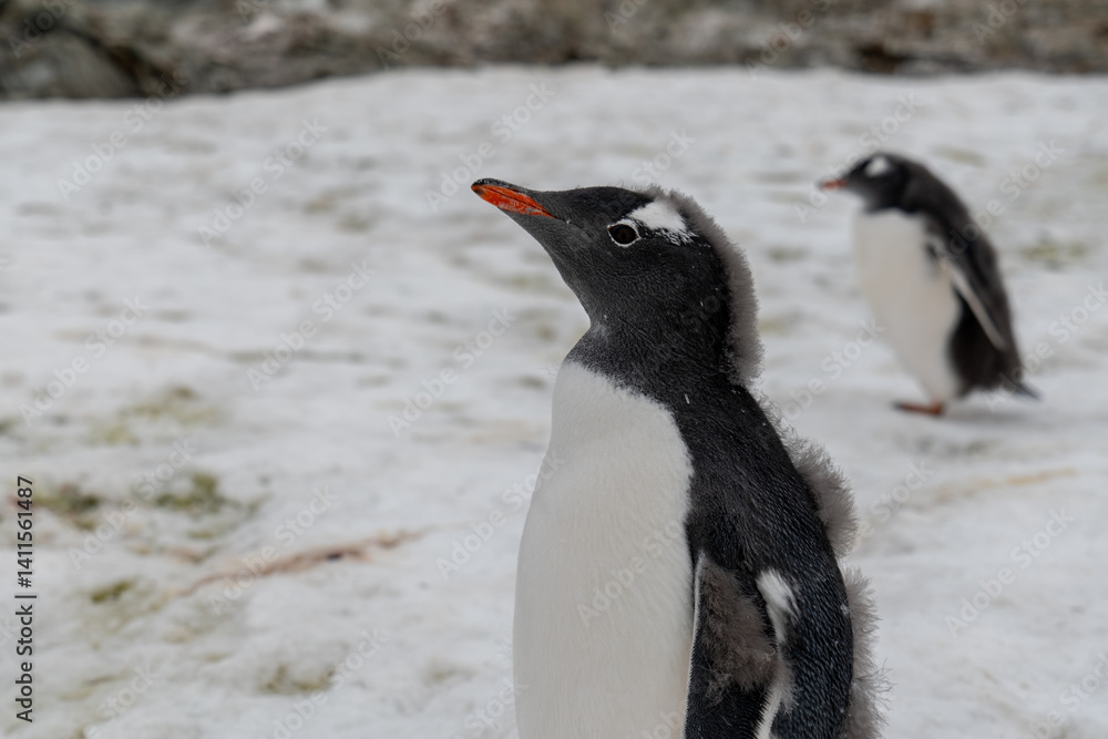 Fototapeta premium Gentoo penguins in Antarctica. Wild nature