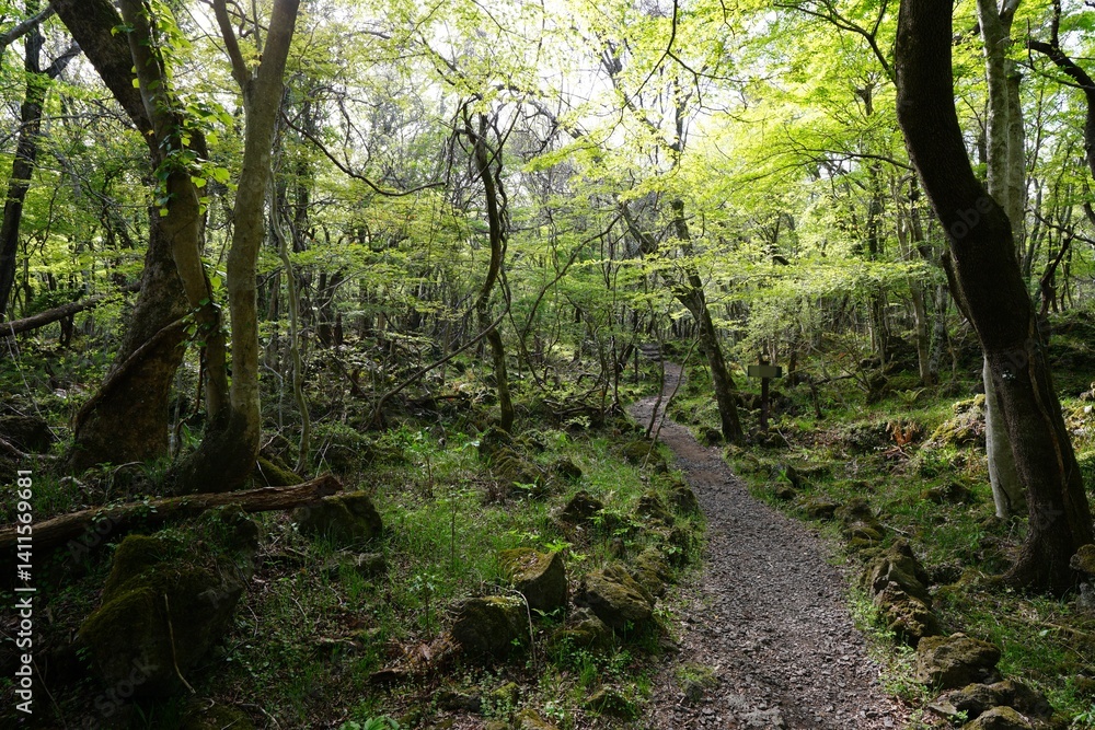 Fototapeta premium beautiful forest pathway in the mild sunlight
