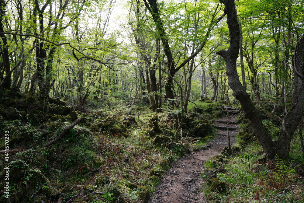 mossy rocks and old trees in wild forest mossy rocks and old trees in wild forest