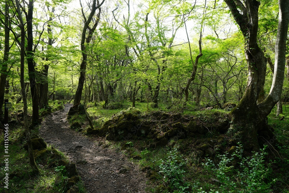 Fototapeta premium mossy rocks and old trees in wild forest