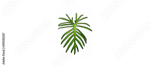 "Philodendron Mayoi Leaf on White Background – Tropical Aroid Isolated