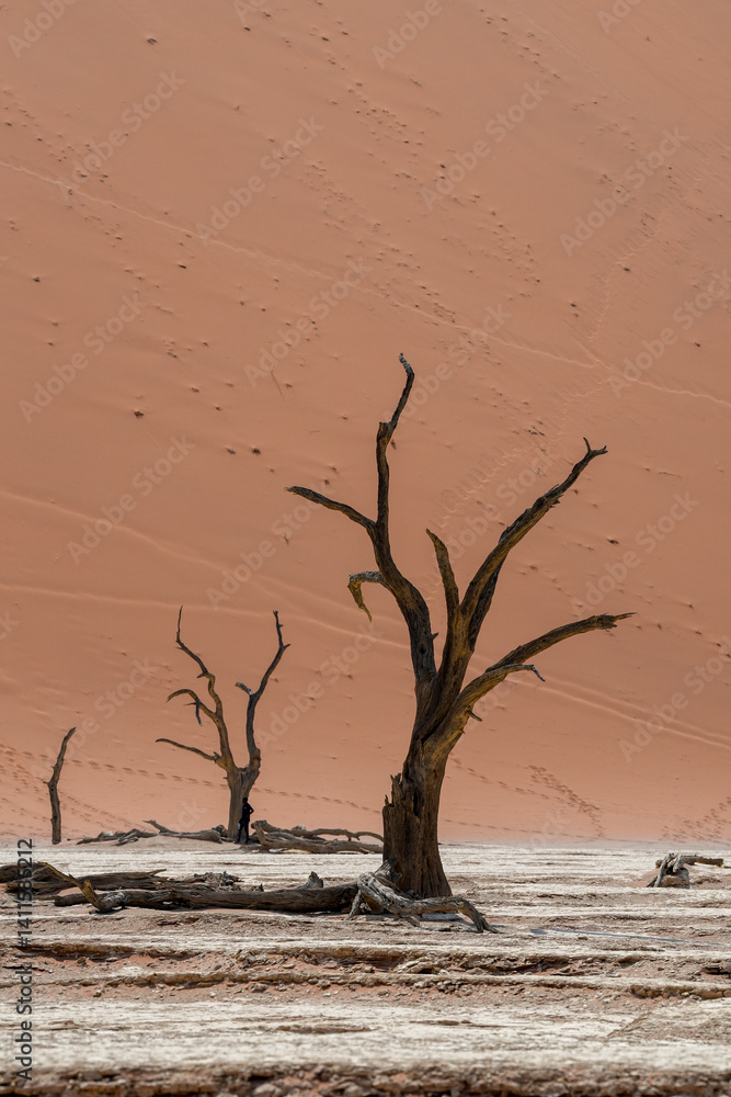 Bäume im Deadvlei im Namib-Naukluft-Nationalpark Bäume im Deadvlei im Namib-Naukluft-Nationalpark