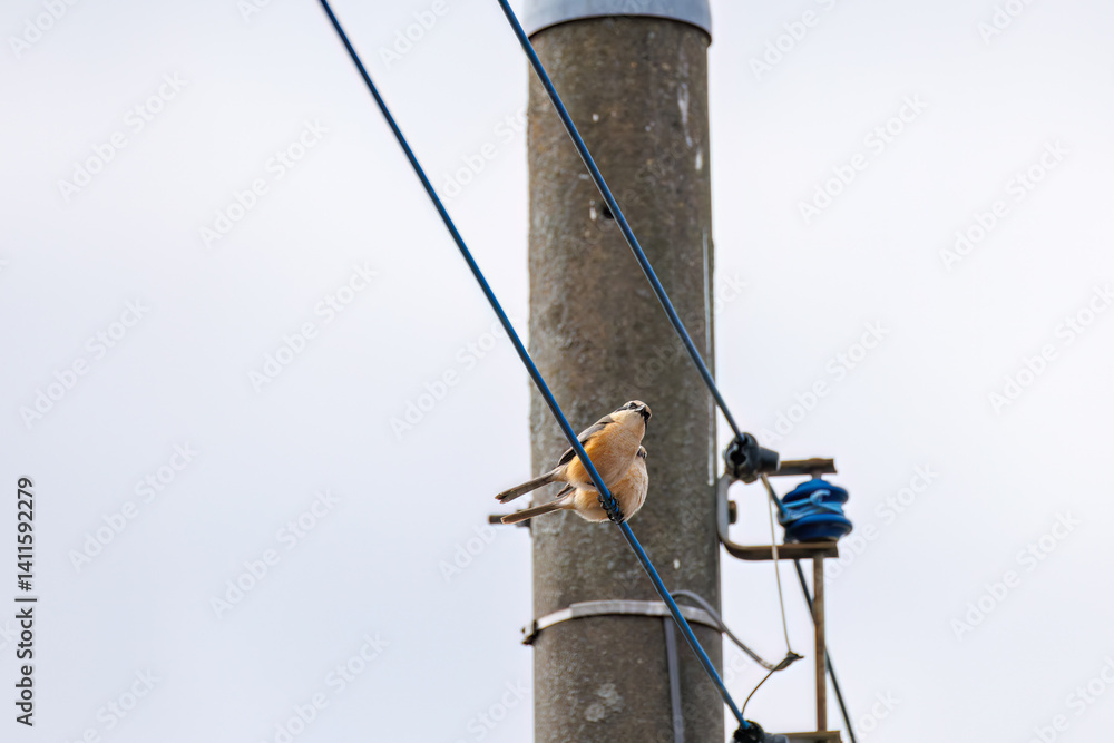 Fototapeta premium ペアで仲良くしている 美しいモズ(モズ科) 英名学名:Bull-headed shrike (Lanius bucephalus, family comprising shrike) 群馬県太田市利根川河川敷-2025年