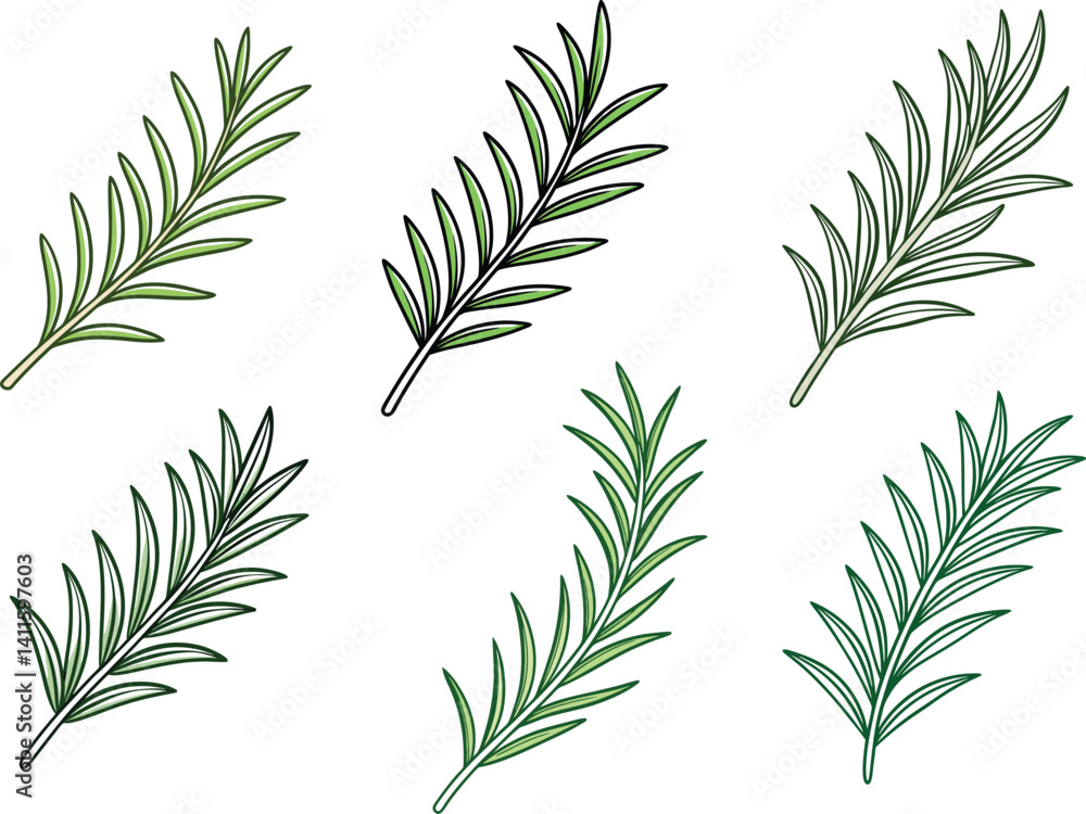 Obraz premium Rosemary herb leaves illustration set