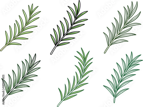 Rosemary herb leaves illustration set