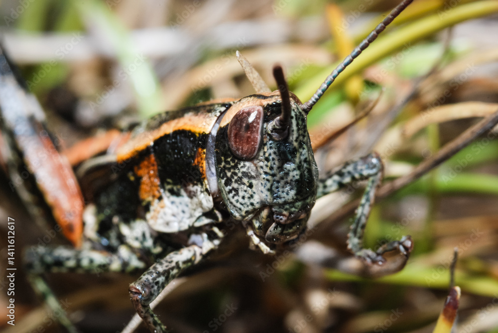 Fototapeta premium Close up of a north Island grasshopper