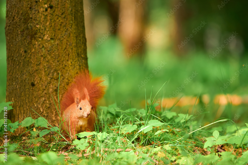 Squirrel near tree trunk. Standing and watchful.