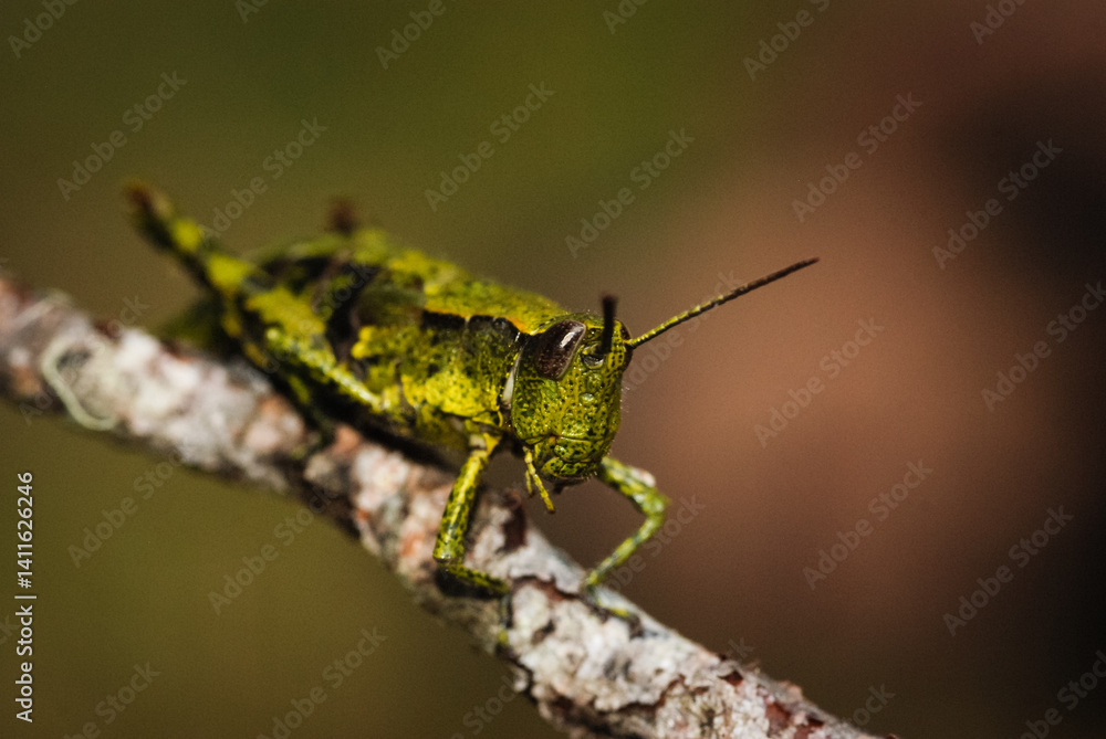 Fototapeta premium Close up of North Island Grasshopper