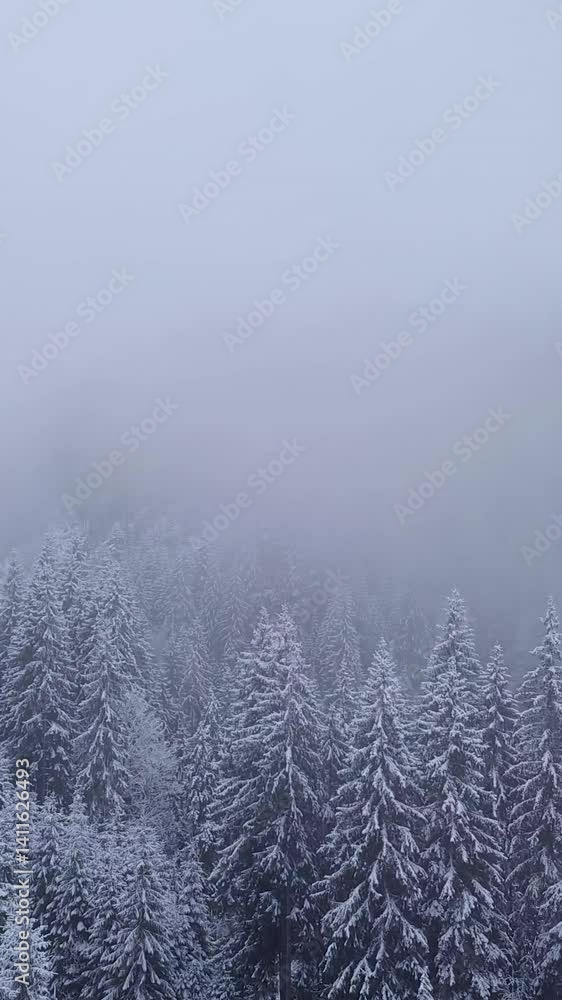 An aerial perspective reveals a dense forest blanketed in snow, surrounded by fog. Tall evergreen trees create a serene winter scene, evoking calmness and beauty. Vertical footage An aerial perspective reveals a dense forest blanketed in snow, surrounded by fog. Tall evergreen trees create a serene winter scene, evoking calmness and beauty. Vertical footage
