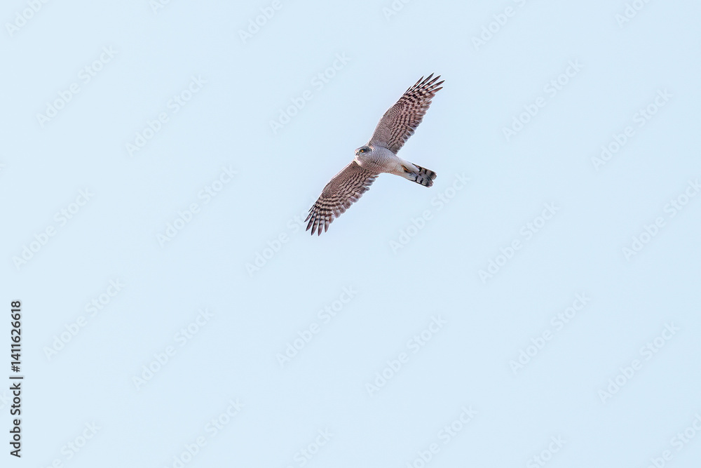 飛翔する美しいハイタカ(タカ科)
英名学名:Sparrowhawk (Accipiter nisus, family comprsing hawks)
栃木県栃木市渡良瀬遊水地-2025
飛翔する美しいハイタカ(タカ科)
英名学名:Sparrowhawk (Accipiter nisus, family comprsing hawks)
栃木県栃木市渡良瀬遊水地-2025