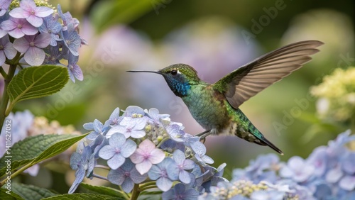 Hummingbird Feeding on Hydrangea Flowers