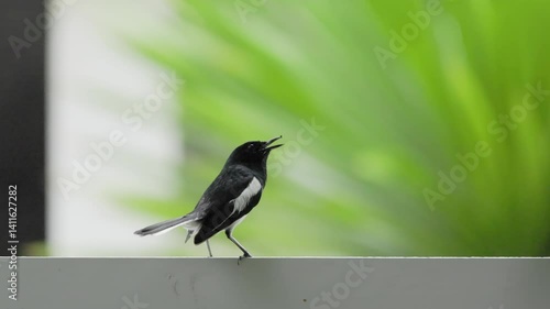 Close-up of an Oriental magpie-robin perched on a white wall on a green background. Close-up of an Oriental magpie-robin singing and then flying away.