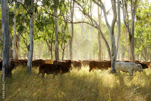 A mob of cattle being mustered among gumtrees.