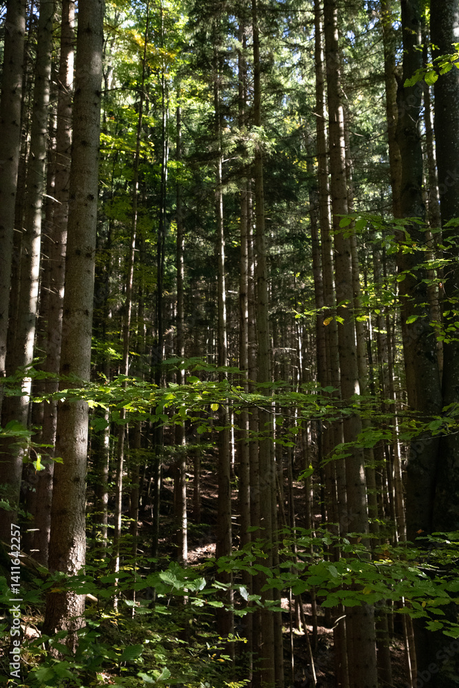 Fototapeta premium river in forest